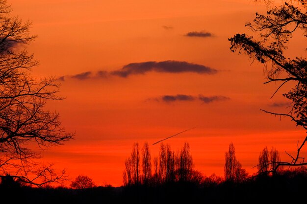 Foto silhouette di alberi contro il cielo arancione durante il tramonto