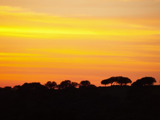 Silhouette trees against orange sky