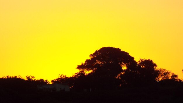 Silhouette trees against orange sky