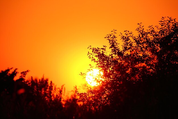 Silhouette trees against orange sky