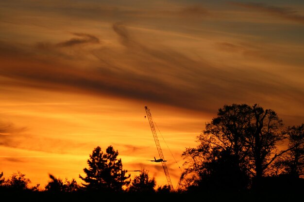 Silhouette trees against orange sky