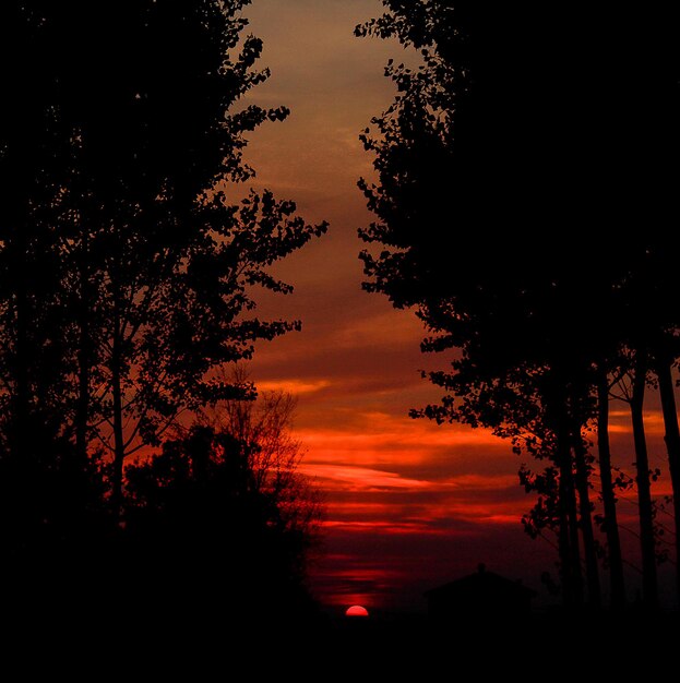 Silhouette trees against orange sky