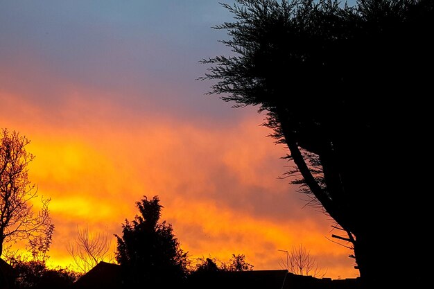 Silhouette trees against orange sky