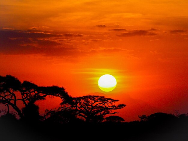 Foto silhouette di alberi contro il cielo romantico al tramonto in africa