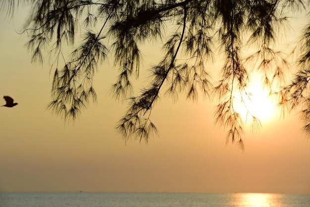 Silhouette trees against sea during sunset