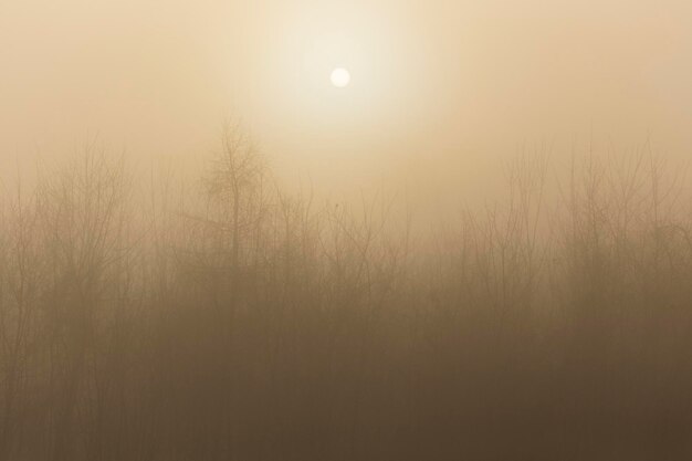 Photo silhouette of trees against sky during foggy weather