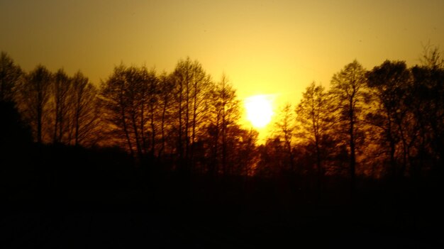 Silhouette trees against sky during sunset