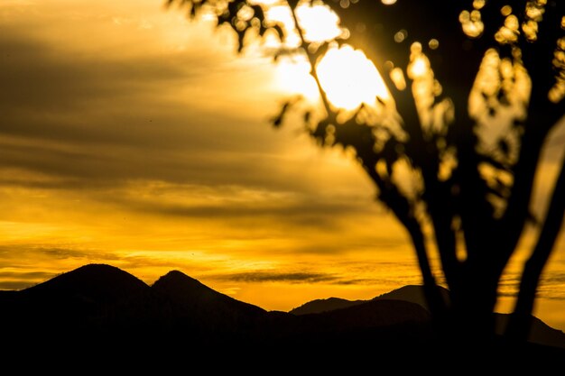 Silhouette trees against sky during sunset