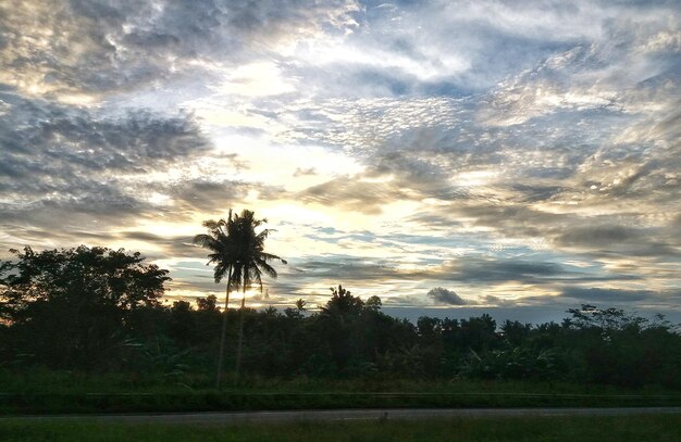 Silhouette trees against sky during sunset