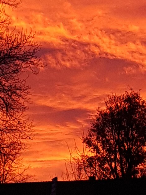 Silhouette trees against sky during sunset