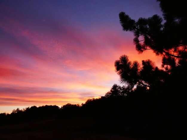 Silhouette trees against sky during sunset