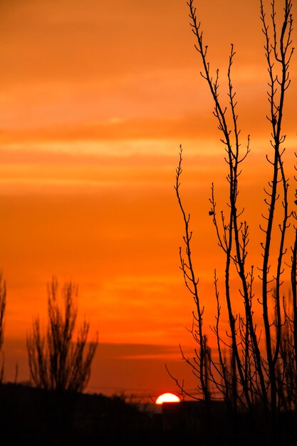 Silhouette trees against sky during sunset