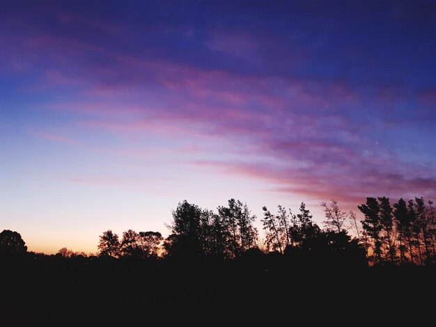 Silhouette trees against sky during sunset