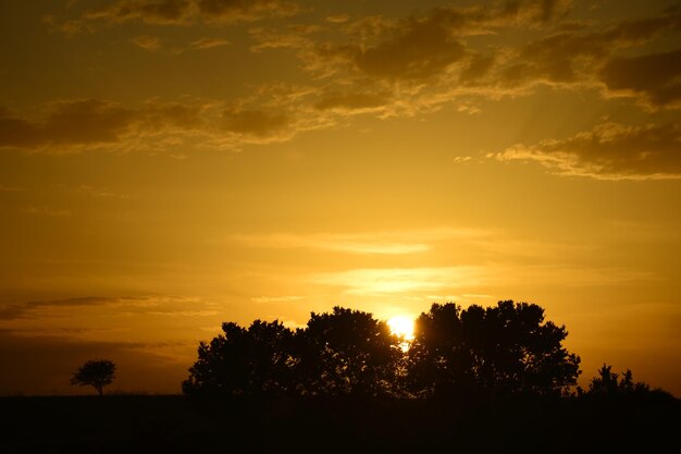 Фото Силуэт деревьев на фоне неба во время захода солнца