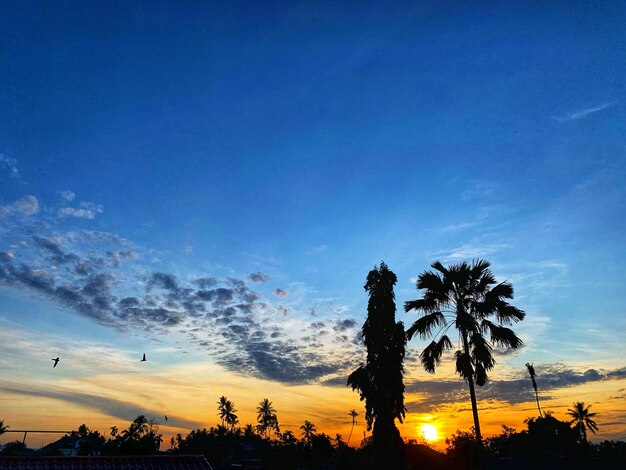 Silhouette trees against sky during sunset