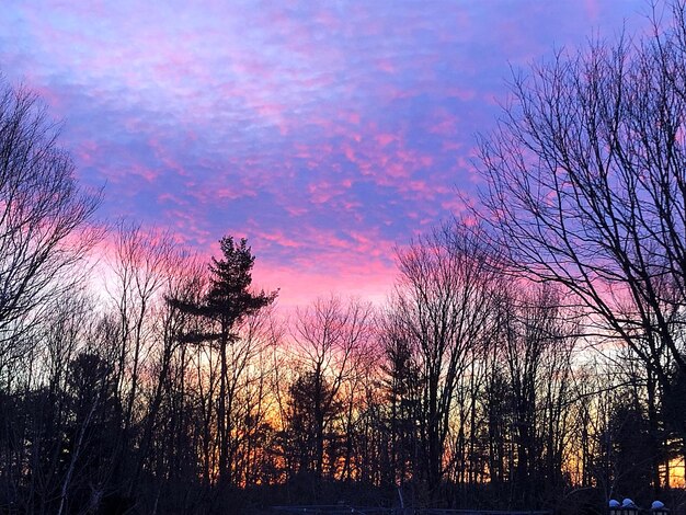 Silhouette trees against sky during sunset