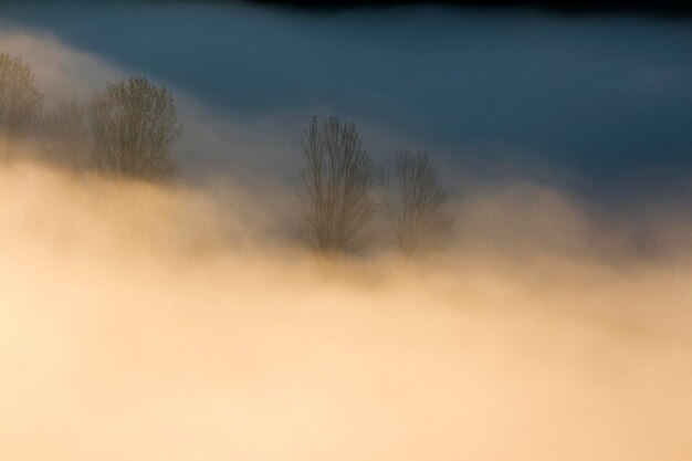 Photo silhouette trees against sky during sunset