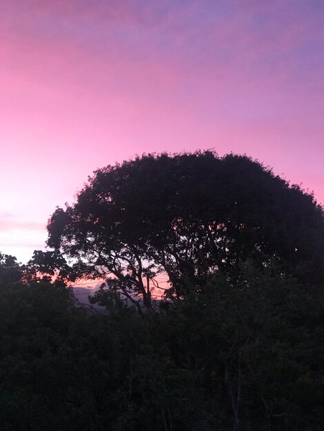 Silhouette trees against sky during sunset