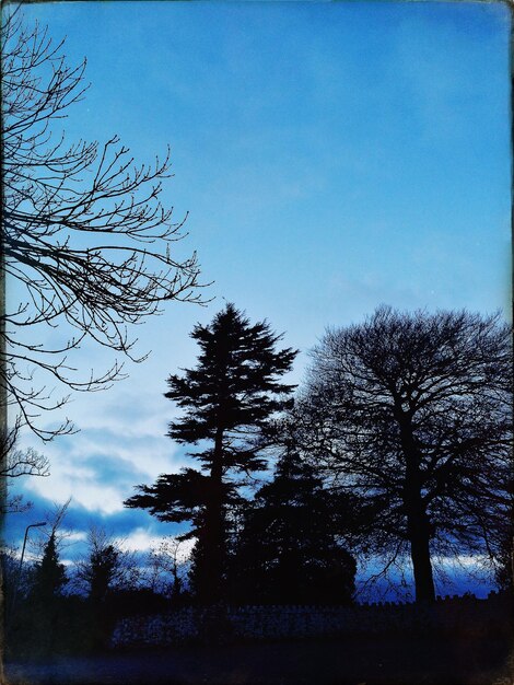 Silhouette trees against sky during sunset