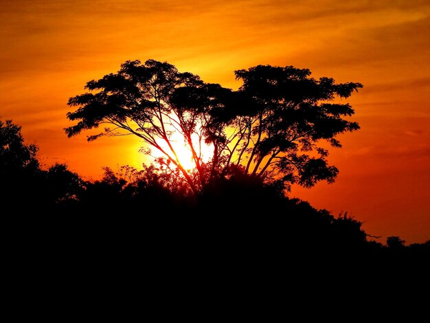 Foto silhouette di alberi contro il cielo durante il tramonto