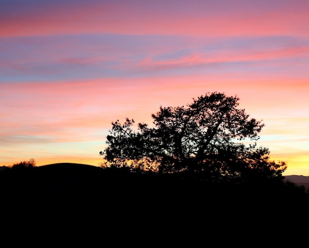 Foto silhouette di alberi contro il cielo durante il tramonto