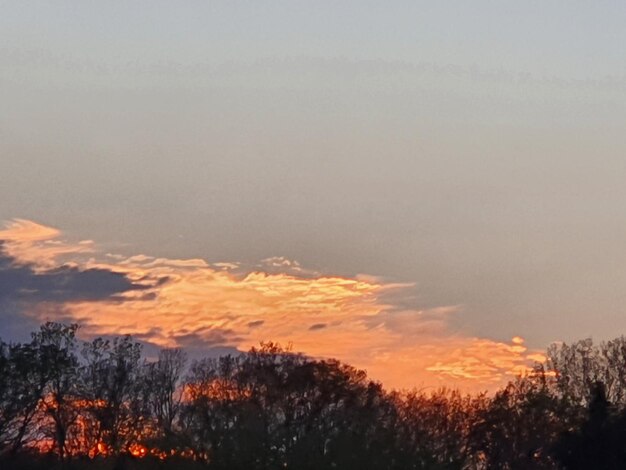 Silhouette trees against sky during sunset