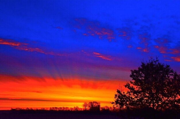 Silhouette trees against sky during sunset