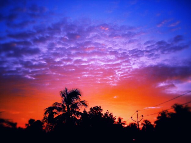 Foto silhouette di alberi contro il cielo durante il tramonto