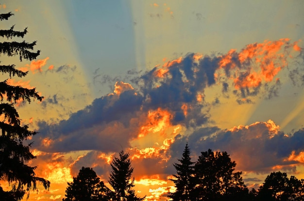 Photo silhouette trees against sky during sunset