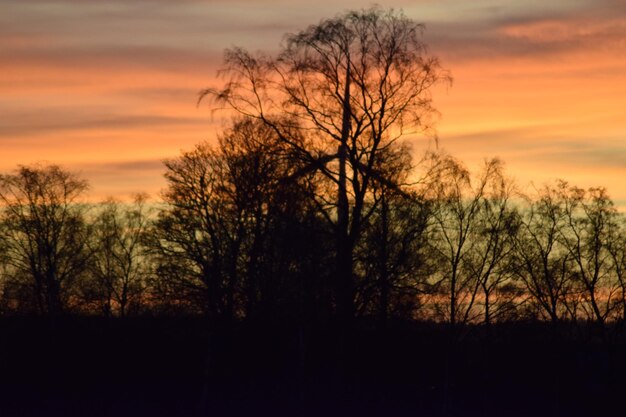 Silhouette trees against sky during sunset