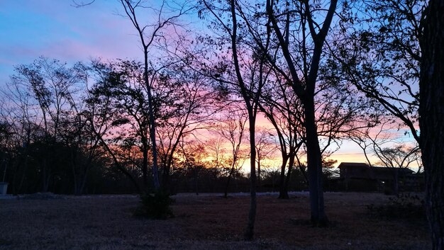 Silhouette trees against sky during sunset