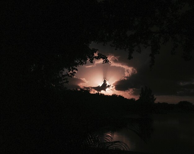 Foto silhouette di alberi contro il cielo notturno