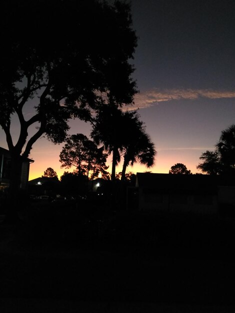 Silhouette trees against sky during sunset