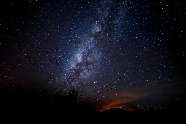 夜の星のフィールドに照らされた木のシルエット