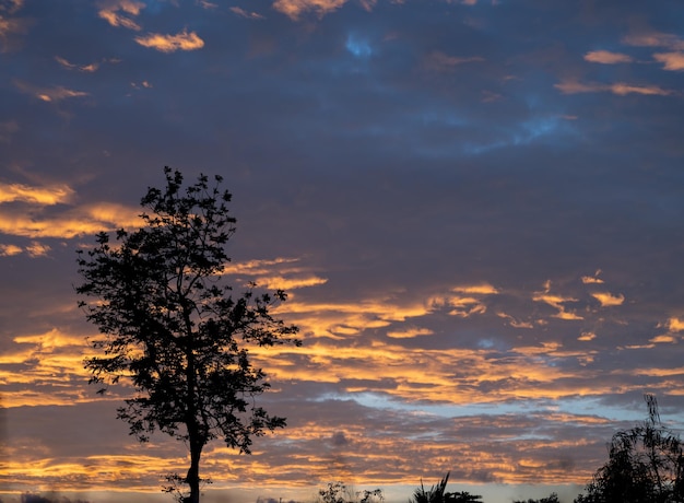 Silhouette trees background forest