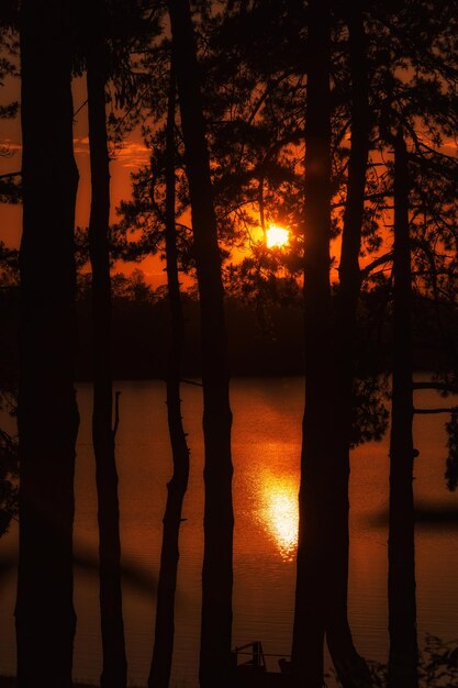 Foto silhouette di alberi vicino al lago durante il tramonto