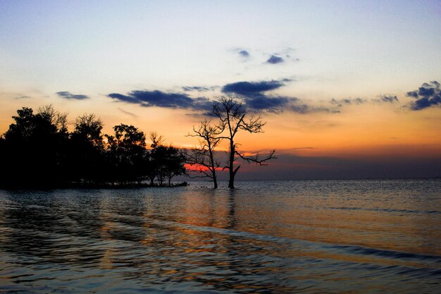 Силуэт деревьев на море на фоне неба во время захода солнца