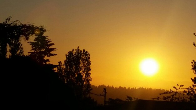 Photo silhouette of trees during sunset