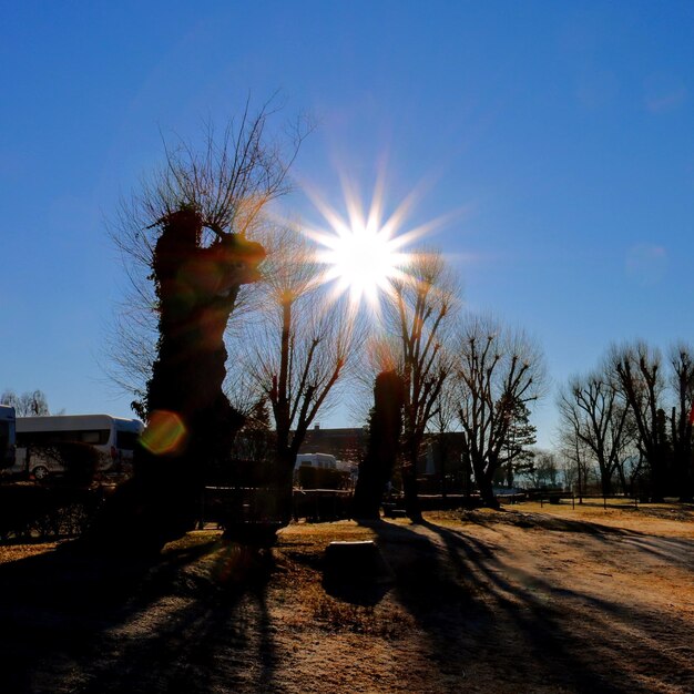 Foto silhouette di alberi sul campo contro il cielo blu in una giornata di sole