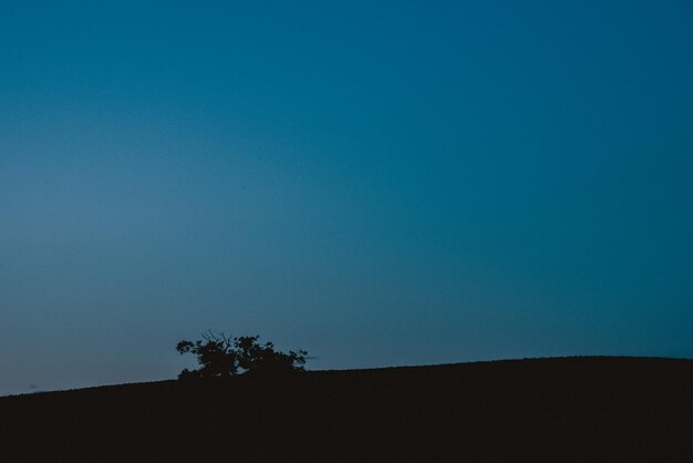 Silhouette trees on field against clear blue sky at night