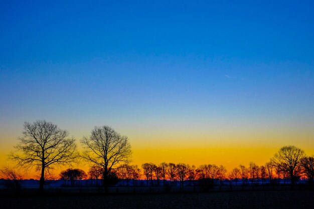 Silhouette trees on field against clear sky at sunset