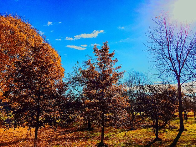 Photo silhouette of trees on field against cloudy sky