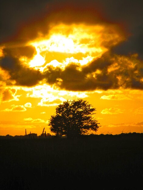 Silhouette trees on field against orange sky