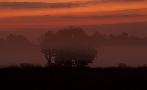 Photo silhouette trees on field against orange sky