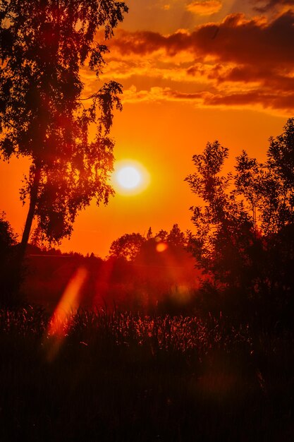 Silhouette trees on field against orange sky