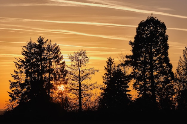 Foto silhouette di alberi sul campo contro il cielo durante il tramonto