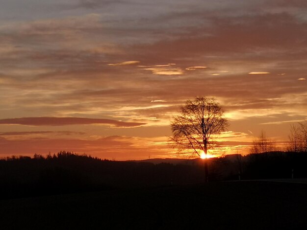 Silhouette trees on field against sky during sunset