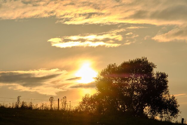 Silhouette trees on field against sky during sunset