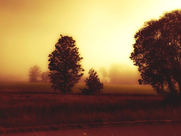 Silhouette trees on field against sky during sunset