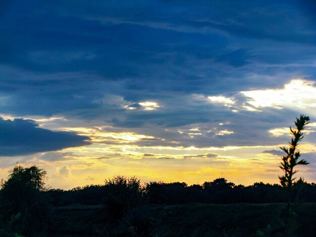 Silhouette trees on field against sky at sunset